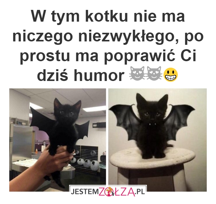 Kotek