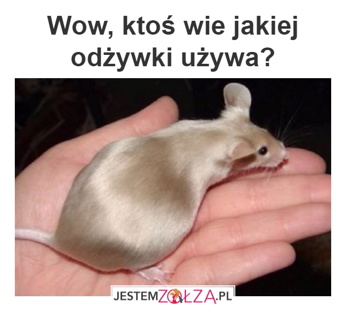 Odżywka