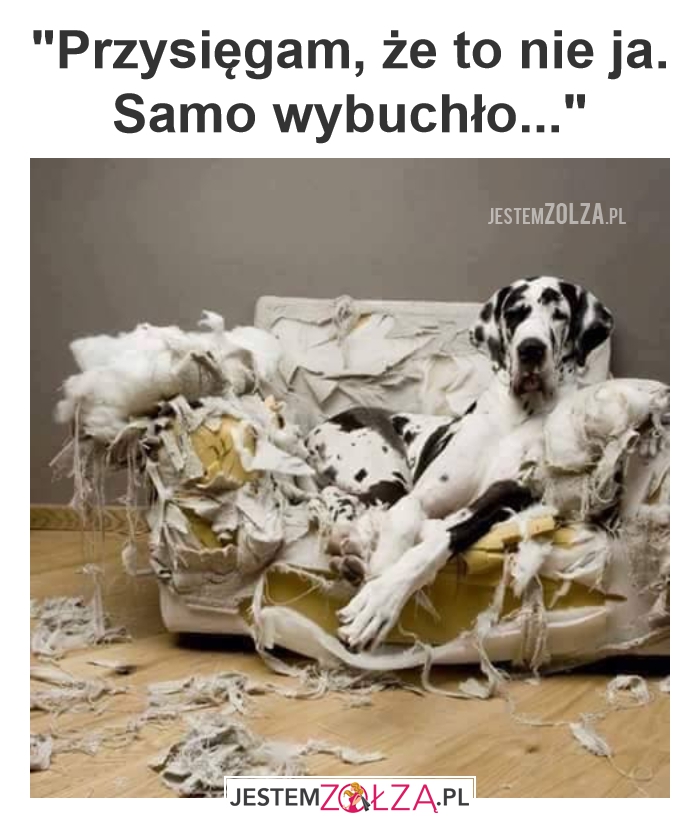 Pies sam w domu