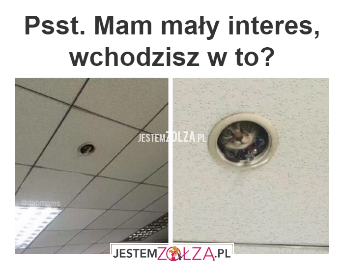 Zołzowe interesy