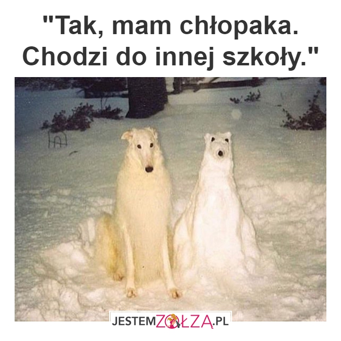 Koleżanko