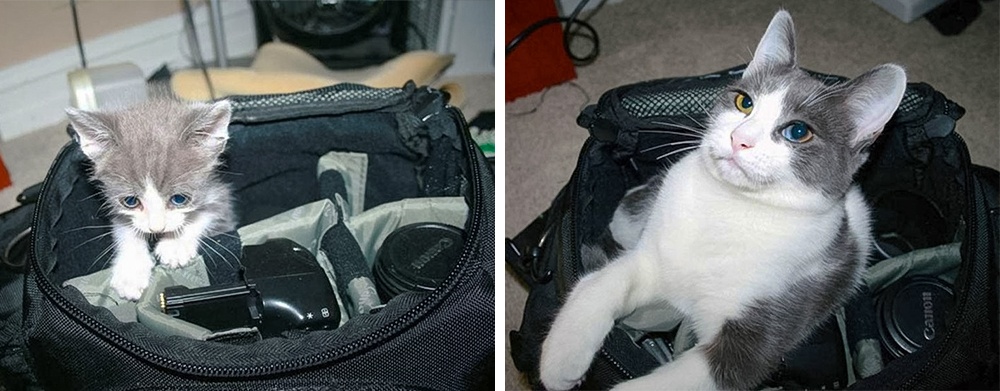 Koty, które nie zdają sobie sprawy z tego ile urosły.