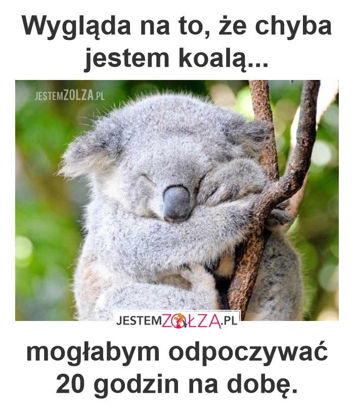 Koala