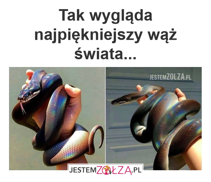 Wąż