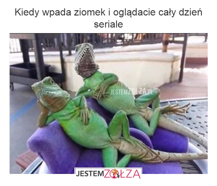 ziomek