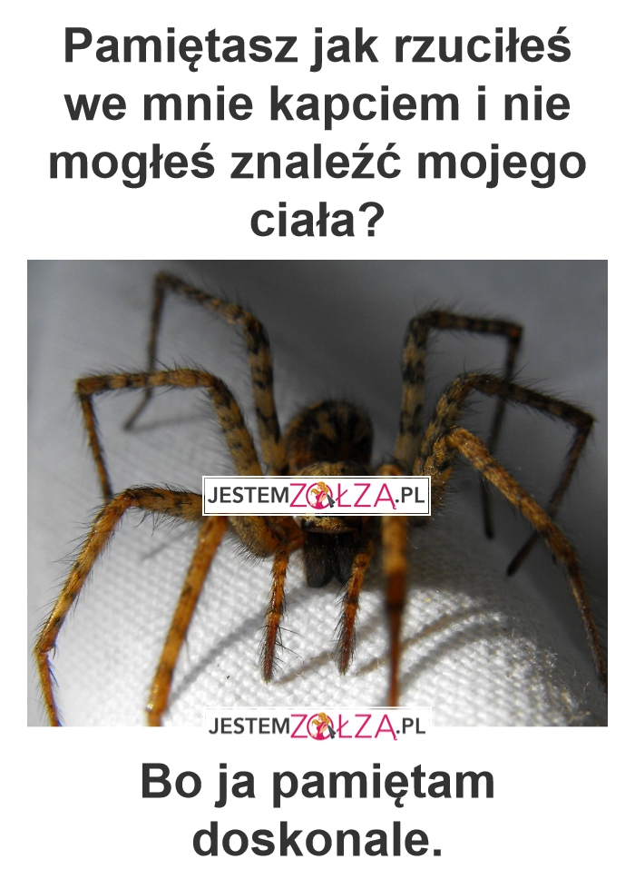 Pająk
