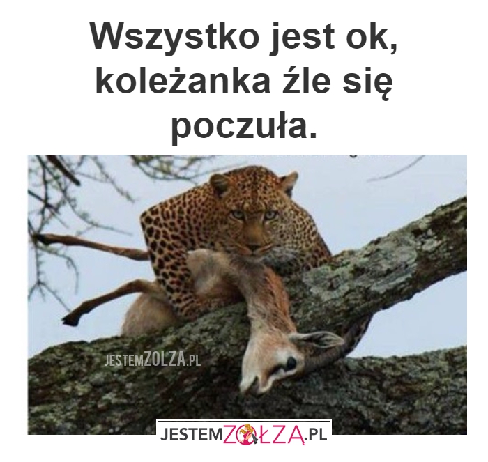 KOLEŻANKA