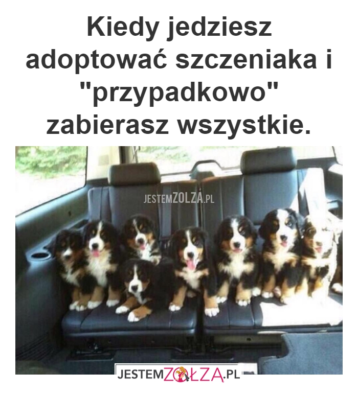 Szczeniaki