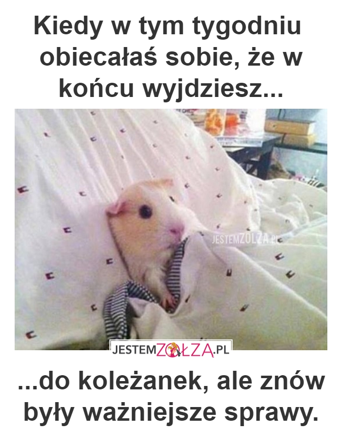 PRIORYTETY NIESTETY 