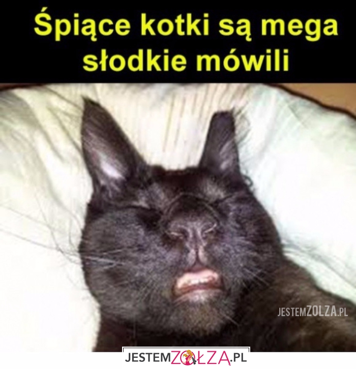 Śpiące kotki