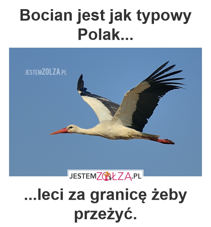 Bocian