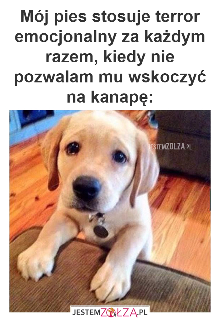 Mój pies stosuje terror 