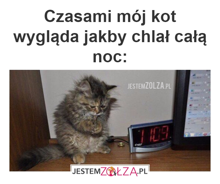 Czasami mój kot 