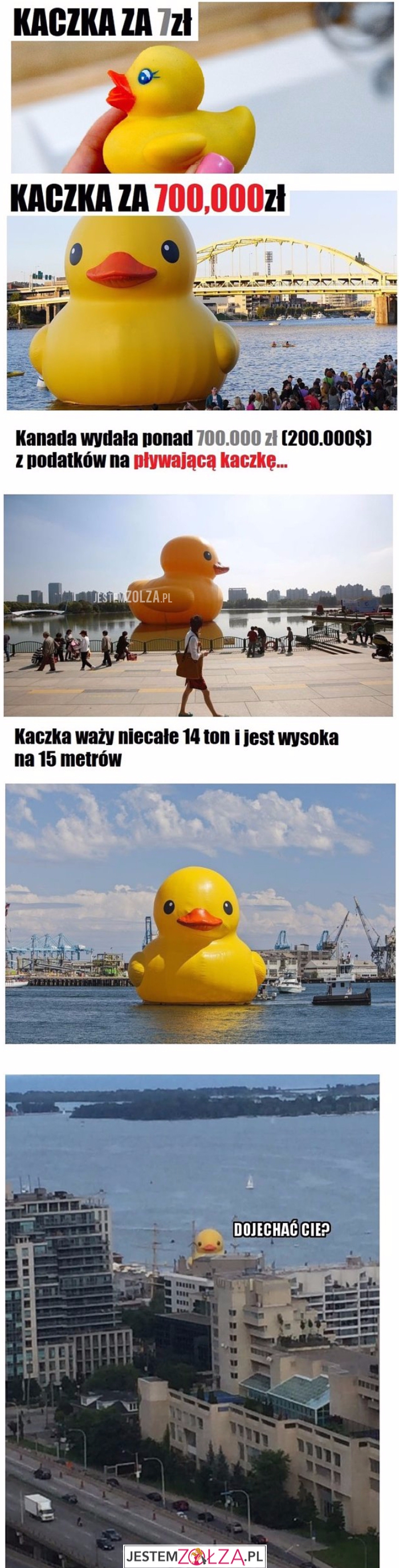 kaczka