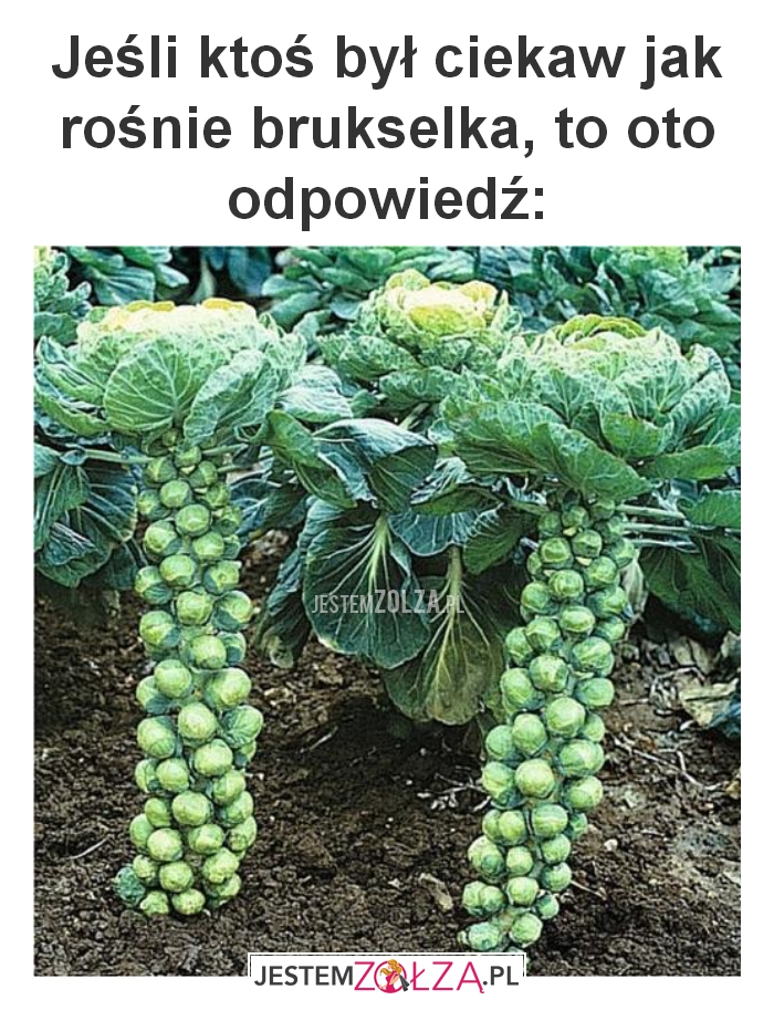 Jeśli ktoś był ciekaw