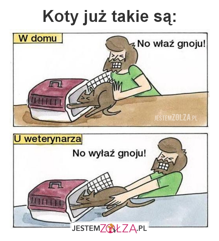 Koty już 