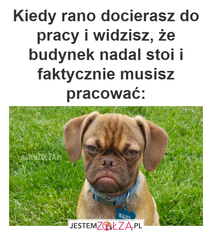 Musisz pracować