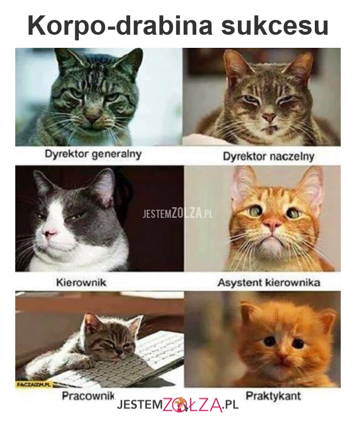 Korporacja