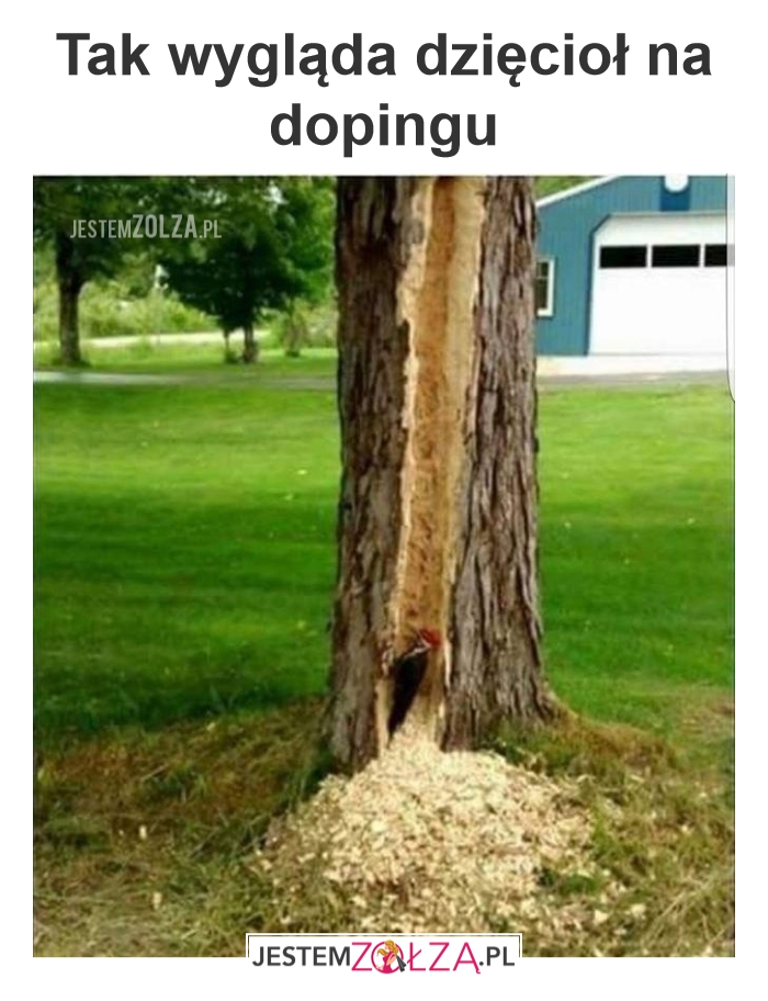 Dzięcioł