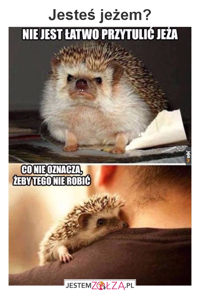 Jeż