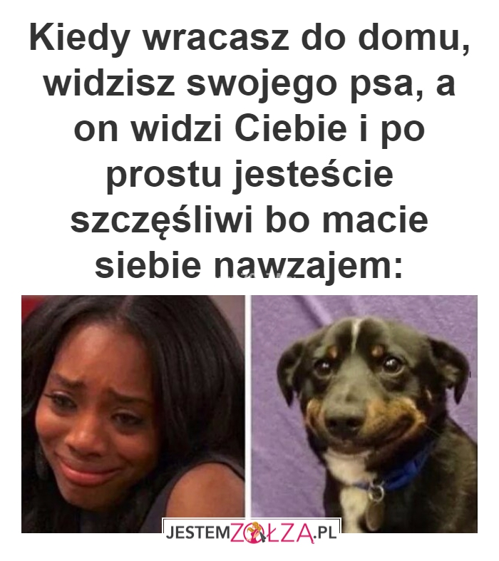 twój pies