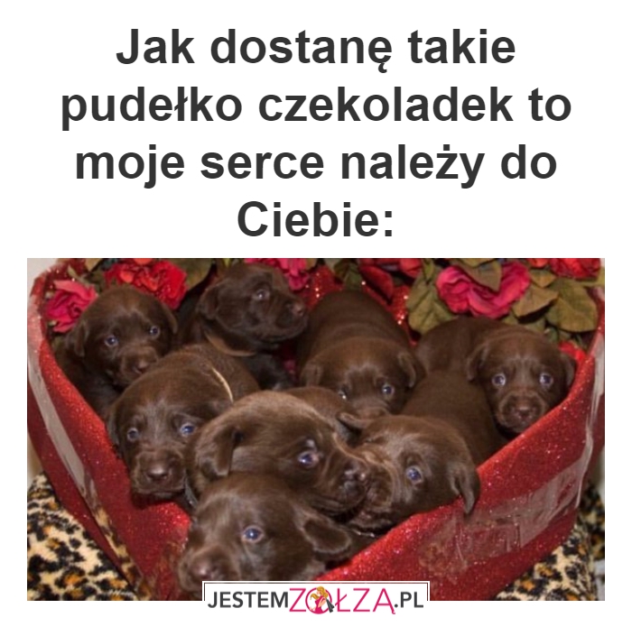 pudełko  czekoladek