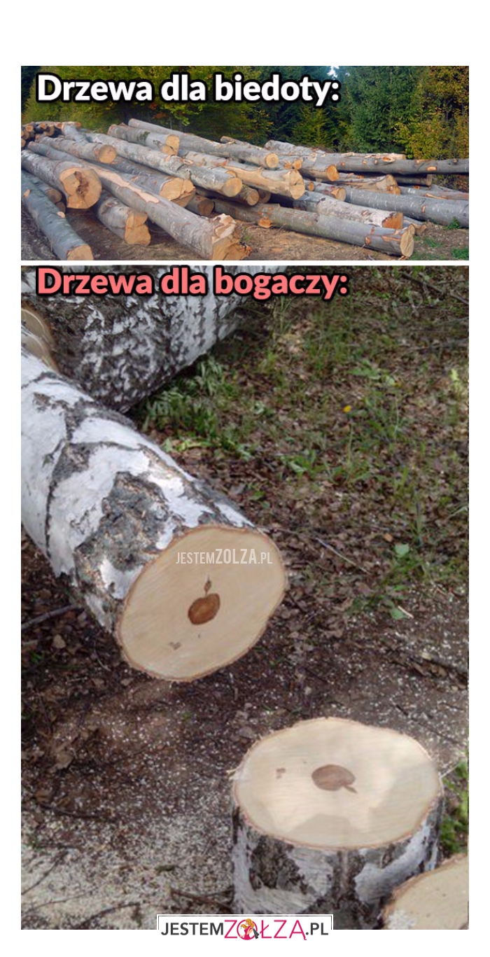 Drzewa dla...