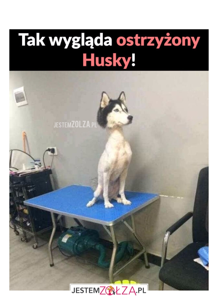 Tak wygląda ostrzyżony...