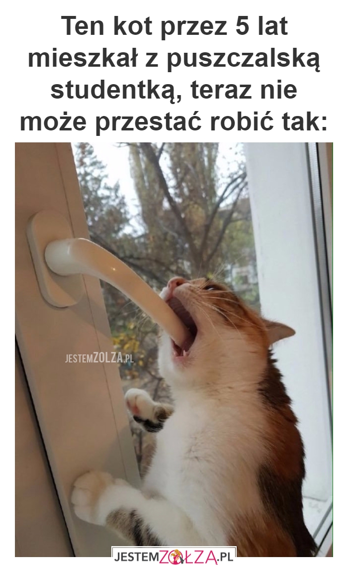 Ten kot przez...