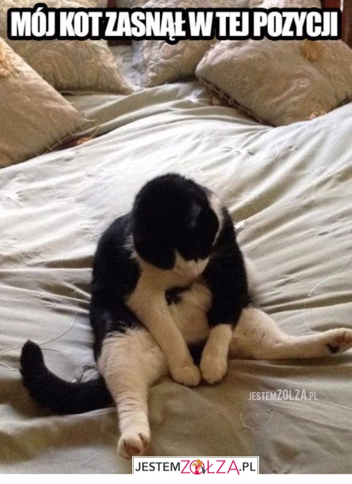 Mój kot...