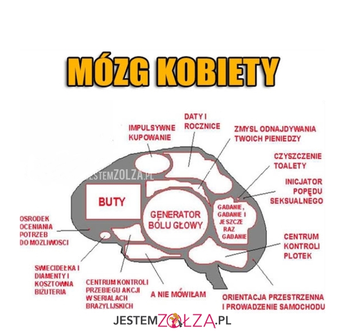Mózg kobiety