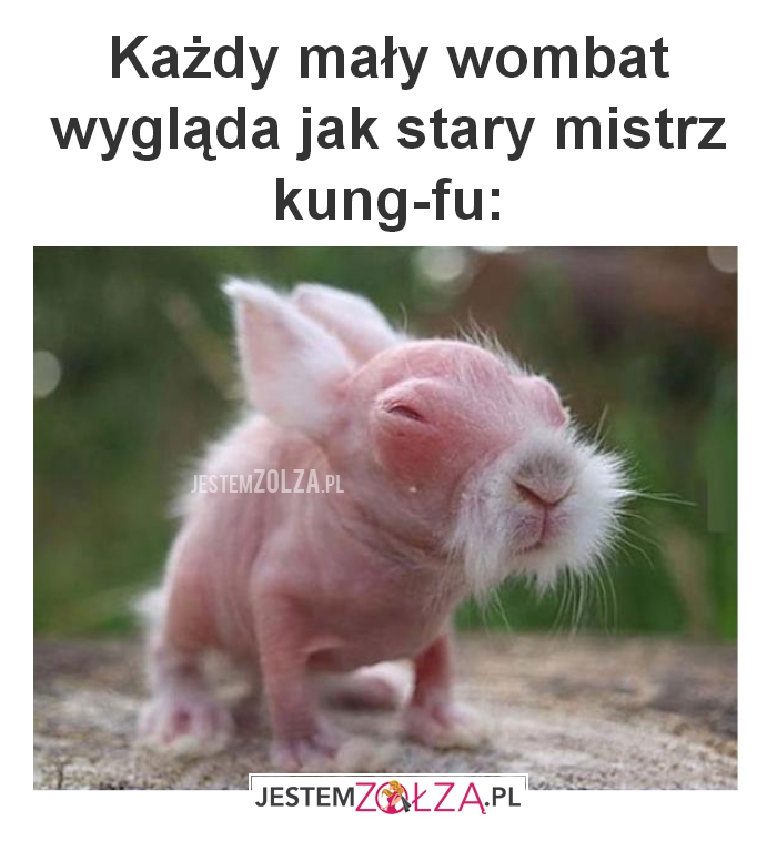Każdy mały wombat