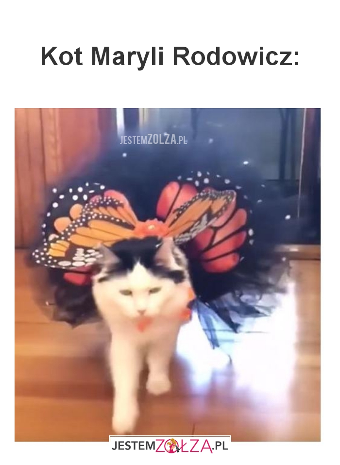 Kot Maryli Rodowicz