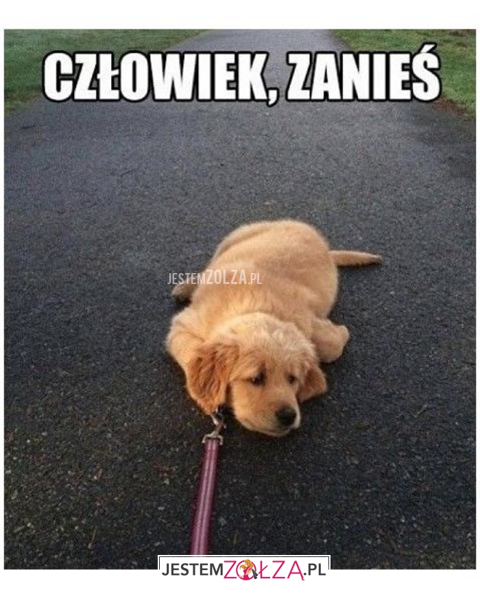 człowiek, zanieś