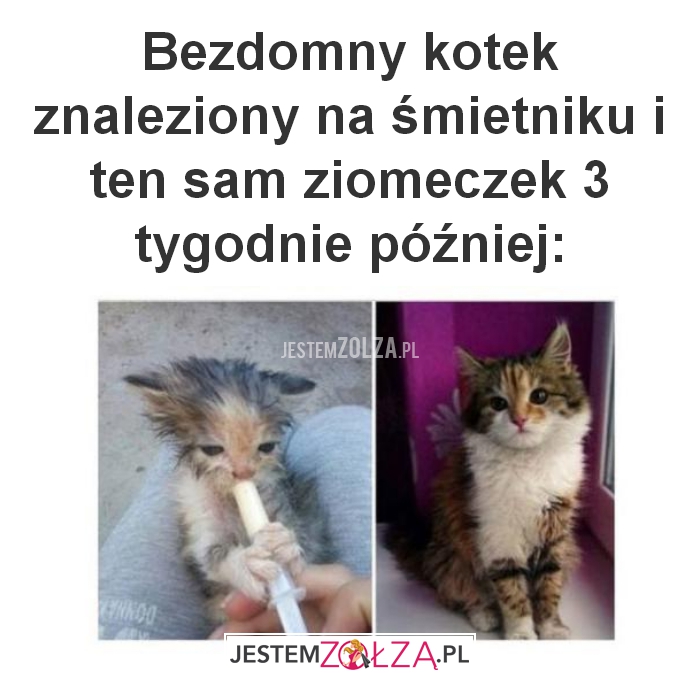 Bezdomny kotek 