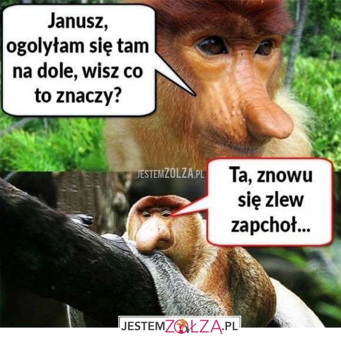 janusz