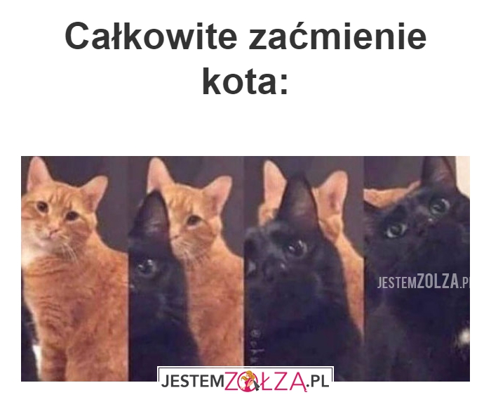 Całkowite 