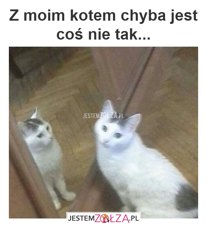 Z moim kotem 
