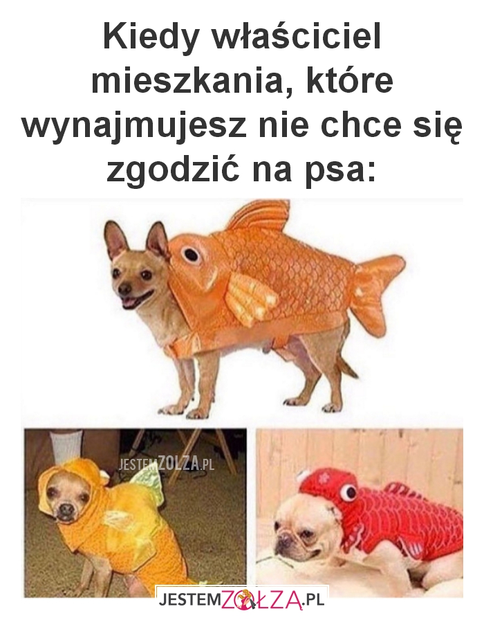 Kiedy właściciel