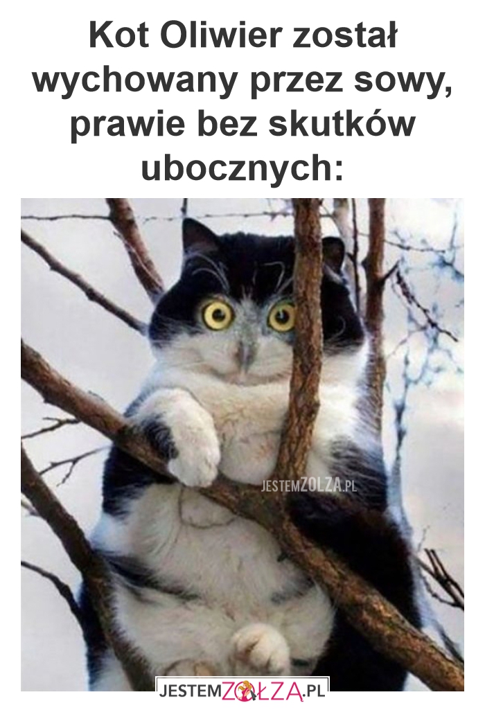 Kot Oliwier został wychowany