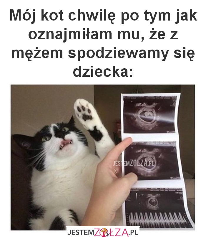 Mój kot chwilę po 
