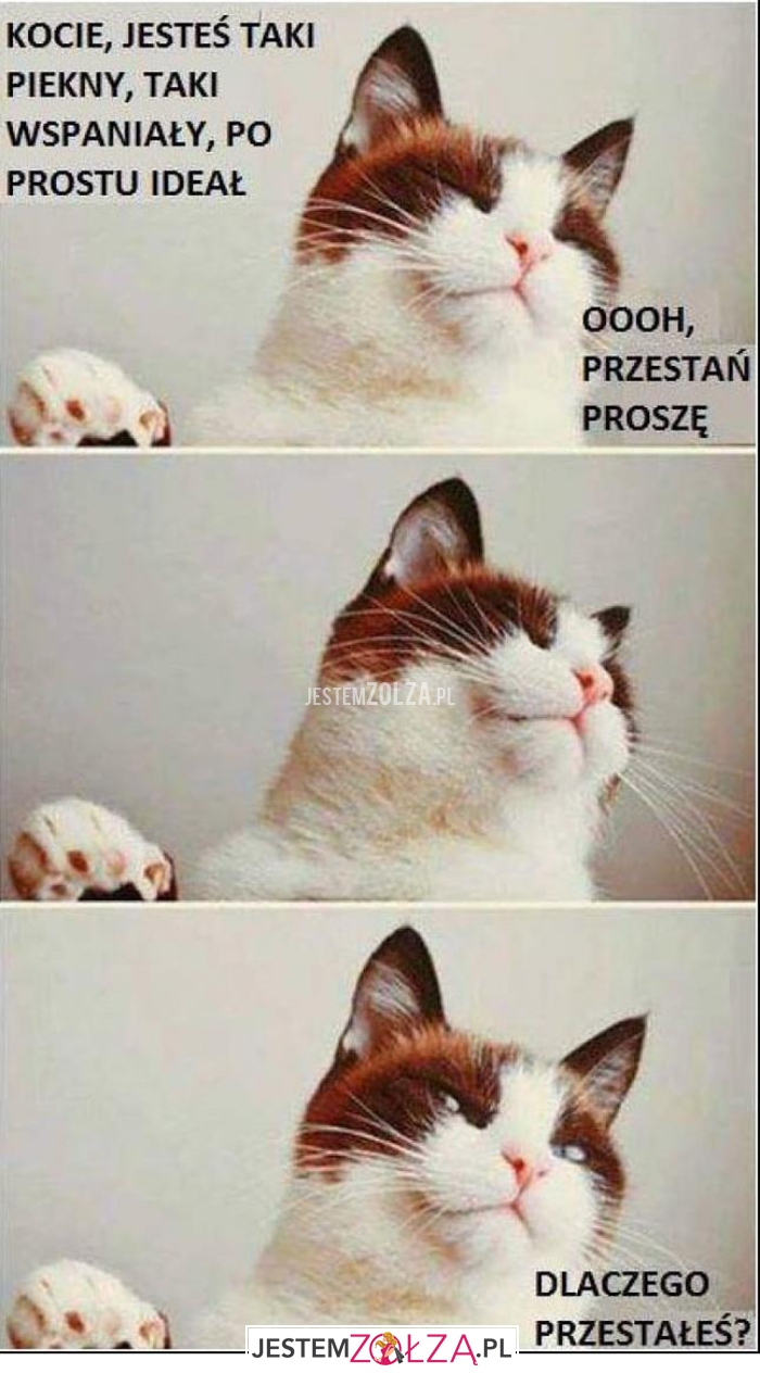 kocie jesteś taki