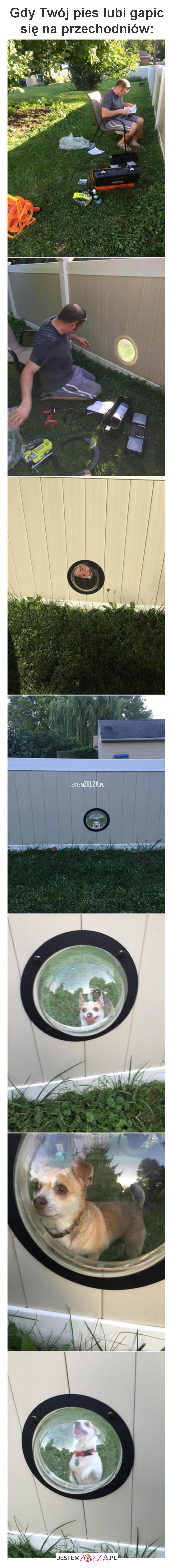 Gdy Twój pies lubi 