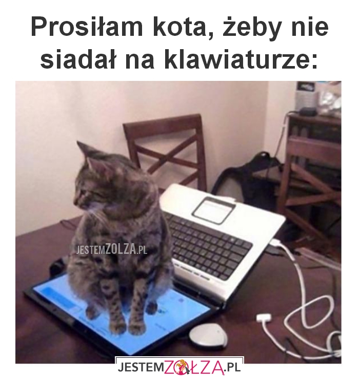 Prosiłam kota, żeby 
