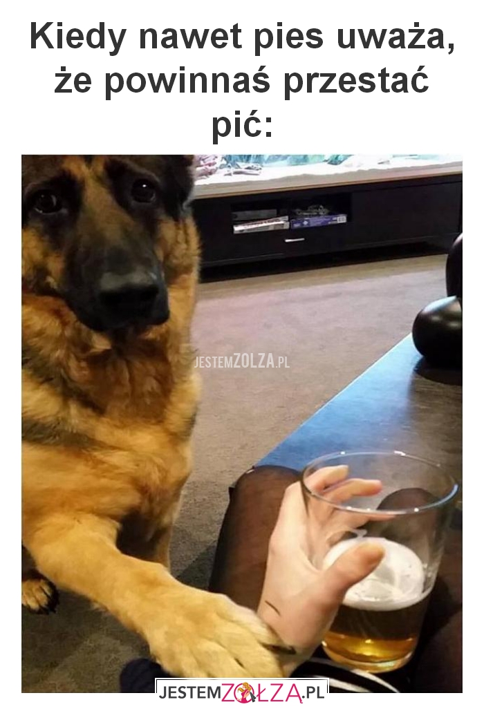 Kiedy nawet pies uważa,