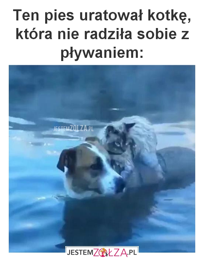 Ten pies uratował kotkę