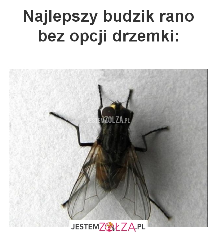 Najlepszy budzik rano 
