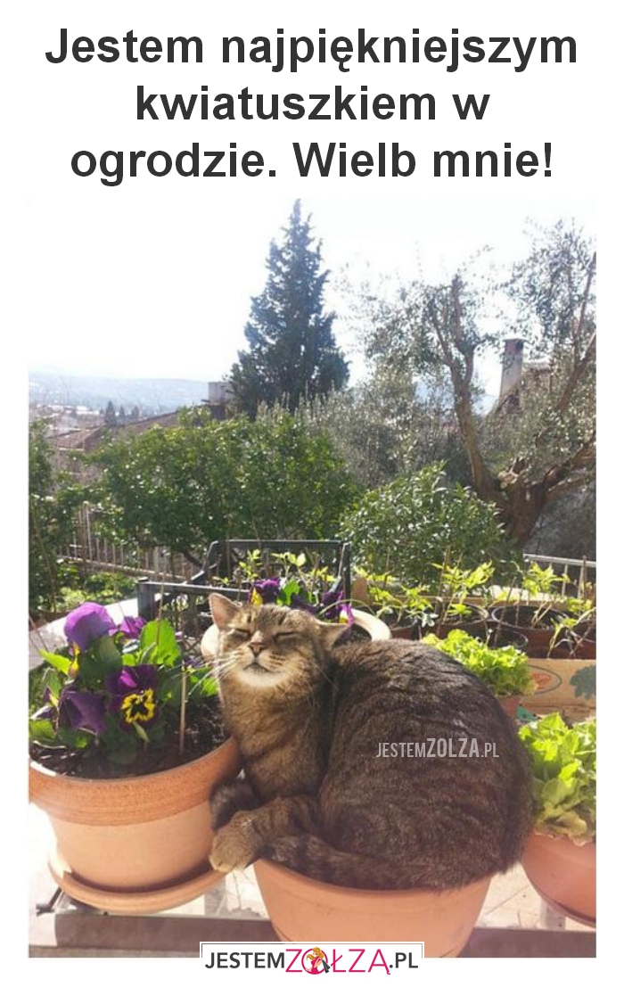 Jestem najpiękniejszym kwiatuszkiem