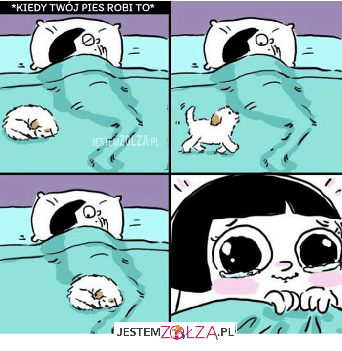 kiedy twój pies
