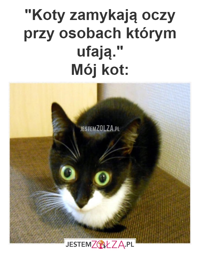 Koty zamykają oczy